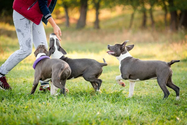 Morning walk with teenage Staffordshire Terriers in the park. Love for pets. Autumn walk with dogs.