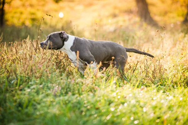 Morning walk with teenage Staffordshire Terriers in the park. Love for pets. Autumn walk with dogs.