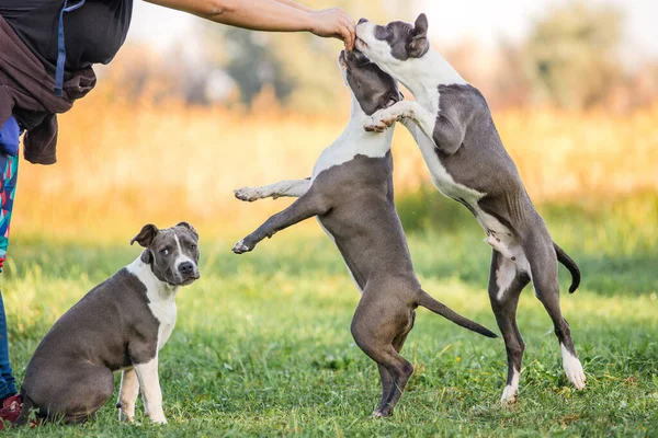 Morning walk with teenage Staffordshire Terriers in the park. Love for pets. Autumn walk with dogs.