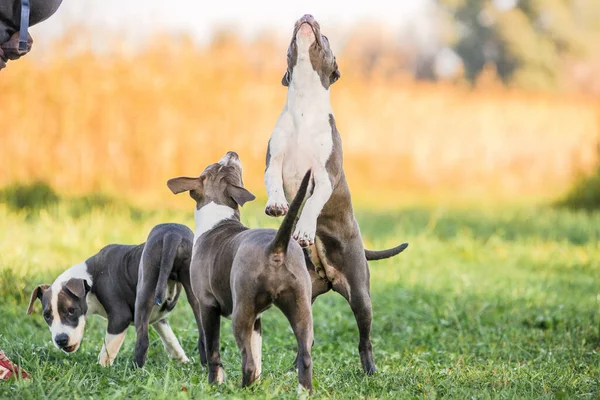 Morning walk with teenage Staffordshire Terriers in the park. Love for pets. Autumn walk with dogs.