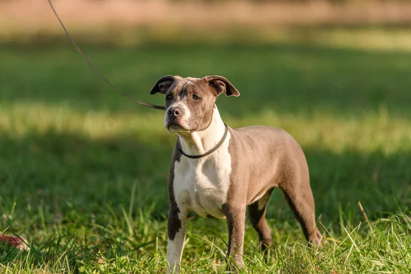 Morning walk with teenage Staffordshire Terriers in the park. Love for pets. Autumn walk with dogs.