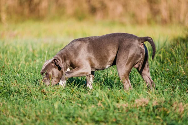 Morning walk with teenage Staffordshire Terriers in the park. Love for pets. Autumn walk with dogs.