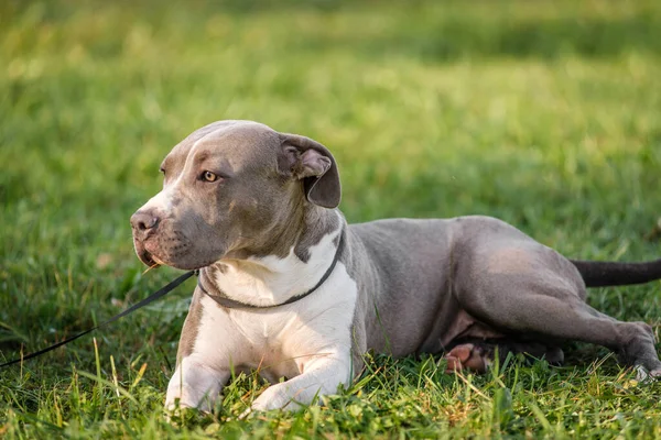 Morning walk with teenage Staffordshire Terriers in the park. Love for pets. Autumn walk with dogs.