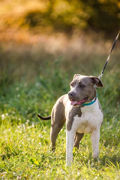 Morning walk with teenage Staffordshire Terriers in the park. Love for pets. Autumn walk with dogs.