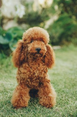 Red poodle sits on the grass in the park for a walk. Walk with your favorite poodle in the park in autumn. Evening walk with your poodle in the park.