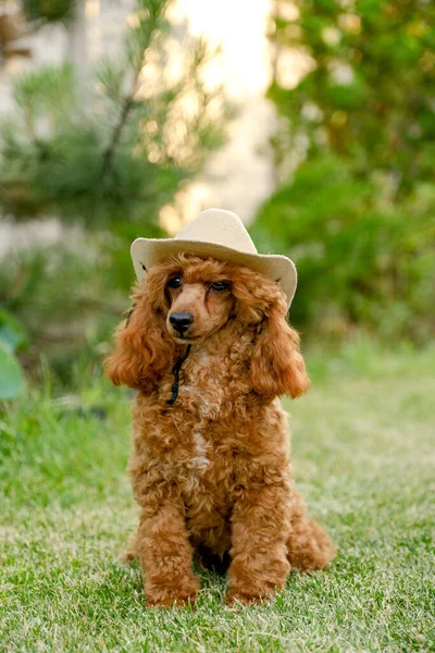 A brown poodle puppy sits in the yard on the grass in the summer in a cowboy hat and scarf. Cowboy poodle costume for Halloween. Stylish dog costume.