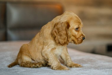 Evcil hayvan sevgisi. Yavru Cocker Spaniel evdeki yatakta yatıyor. Evde bir hayvanın görünümü..