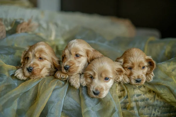 Four Cocker Spaniel puppies are sitting in a basket in the house. Love for dogs. Birth of Cocker Spaniel puppies.