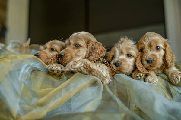 Four Cocker Spaniel puppies are sitting in a basket in the house. Love for dogs. Birth of Cocker Spaniel puppies.