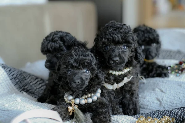Four black poodle puppies sit in a basket in a room. Breeding black poodles in the kennel. Love for pets.