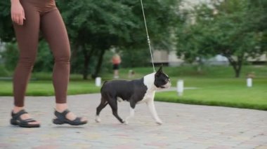 A young woman walks with her Boston Terrier dog in the park. Evening walk with my Boston Terrier in the park in autumn. Love for pets.