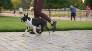 A young woman walks with her Boston Terrier dog in the park. Evening walk with my Boston Terrier in the park in autumn. Love for pets.