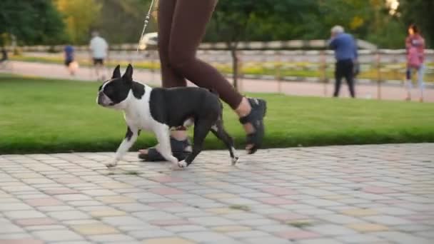 Young Woman Walks Her Boston Terrier Dog Park Evening Walk — Vídeo de Stock