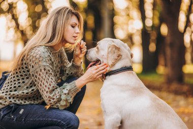 A young blonde woman is playing in the autumn park with her labrador. Evening walk with a labrador. Love for pets.