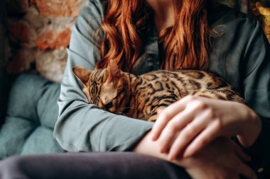 Genç kızıl saçlı bir kız pencerede oturur ve bir Bengal kedisi tutar. Pencerenin yanında sevgili bir kediyle sıcak bir sonbahar. Safkan Bengal kedisi..