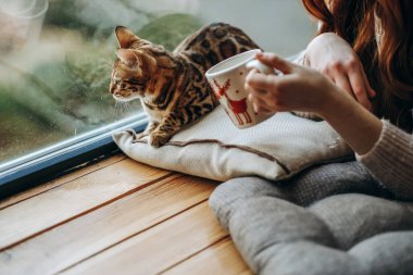 Genç kızıl saçlı bir kız pencerede oturur ve bir Bengal kedisi tutar. Pencerenin yanında sevgili bir kediyle sıcak bir sonbahar. Safkan Bengal kedisi..
