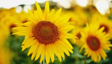 Deficit of sunflower oil in the world. Sunflower field. Sunflower bloom in summer. New sunflower crop.