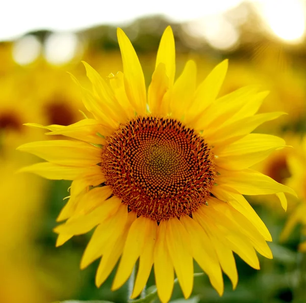 Deficit of sunflower oil in the world. Sunflower field. Sunflower bloom in summer. New sunflower crop.