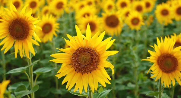 Deficit of sunflower oil in the world. Sunflower field. Sunflower bloom in summer. New sunflower crop.