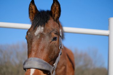 Ahırın yakınındaki bir ağılda duran bir aygır..