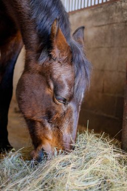 At ahırda duruyor ve yarışmadan önce saman yiyor..