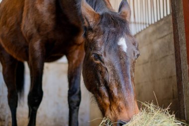 At ahırda duruyor ve yarışmadan önce saman yiyor..