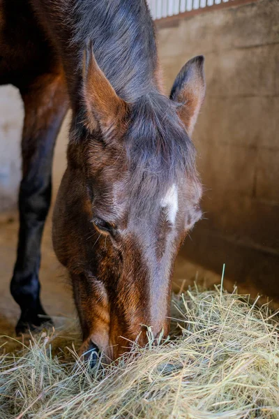 A horse stands in the stable and eats hay before the competition.