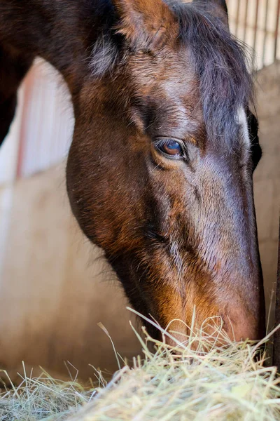 A horse stands in the stable and eats hay before the competition.