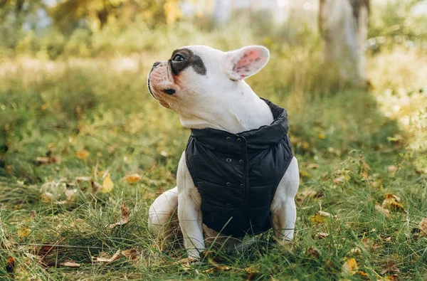Paseando Con Perro Bulldog Francés Parque Otoño Ropa Otoño Para — Foto de Stock