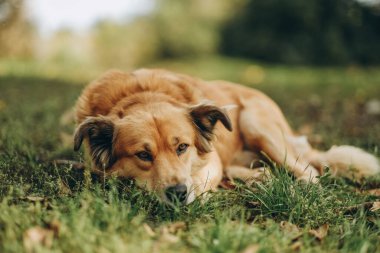 Akşamleyin köpekle parkta yürüyüş yapmak. Güzel bir köpek yemek yedikten sonra sonbaharda çimlerin üzerinde dinleniyor..