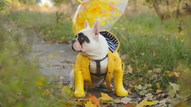 Вечірня Прогулянка Собакою Жовтій Куртці Жовтою Парасолькою Осінньому Парку Кумедний — стокове відео