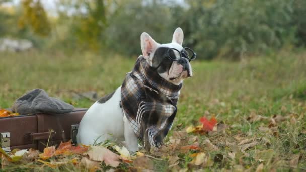 犬フランスのブルドッグは秋に公園のスーツケースに座っています 公園で夕方にペットと一緒に歩く — ストック動画