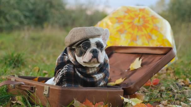 Собака Французький Бульдог Сидить Валізі Парку Восени Прогулянка Твариною Ввечері — стокове відео
