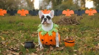 Karnaval kostümlü Fransız bulldog 'u Cadılar Bayramı tatiline katılıyor. Parkta bir köpekle Cadılar Bayramı 'na hazırlanıyorum..