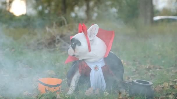 Francuski Buldog Stroju Karnawałowym Uczestniczy Świętach Halloween Przygotowanie Halloween Psem — Wideo stockowe