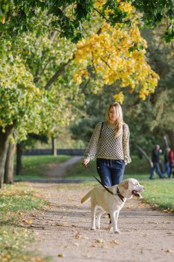 Genç sarışın sonbaharda labrador köpeğiyle parkta yürüyor..