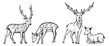 geyik vektör çizimi. Geyik boyası karalama. Ren geyiği el çizimi tasviri koleksiyonu. Vektör grafikleri. eps