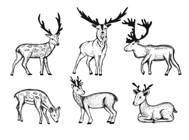 geyik vektör çizimi. Geyik boyası karalama. Ren geyiği el çizimi tasviri koleksiyonu. Karala. Boyama kitabı. Vektör grafikleri. eps