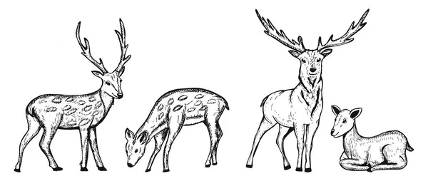 Croquis Vectoriel Des Cerfs Gribouille Colorier Les Cerfs Collection Illustration — Image vectorielle