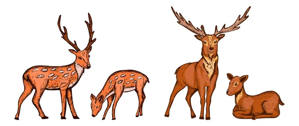 Vecteur Cerfs Gribouille Colorier Les Cerfs Collection Illustration Vectorielle Dessin — Image vectorielle