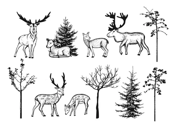 Collection Deer Vector Sketch Deer Graze Vector Collection Winter Trees — 스톡 벡터