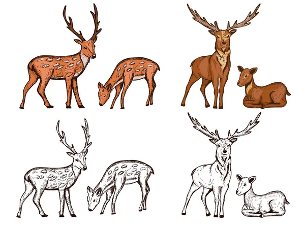 Set Deer Vector Sketch Deer Collection Doodle Coloring Drawing Deer — 스톡 벡터