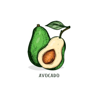 Avokado el çizimi vektörü. Avokado çerçevesi. Çizim vektör çizimi. ambalaj tasarımı. Avokado besin vektörü skeci. eps