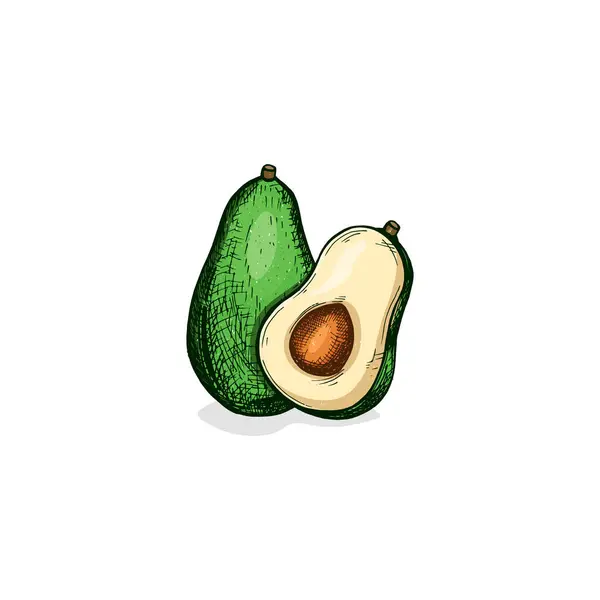 Green Avocado Vector Sketch — Stock Vector