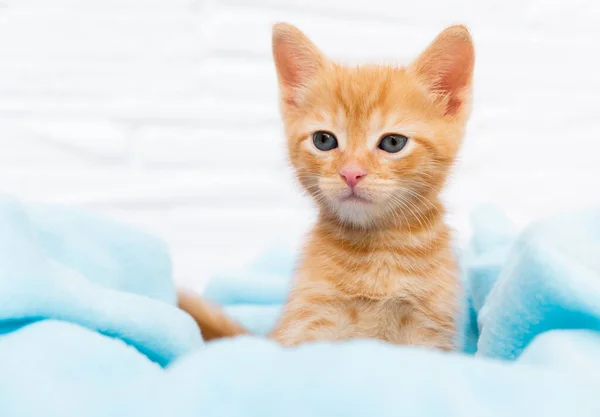 Закрыть имбирный табби любопытный котенок сидит в синем одеяле и смотрит вокруг. Концепция домашних животных — стоковое фото