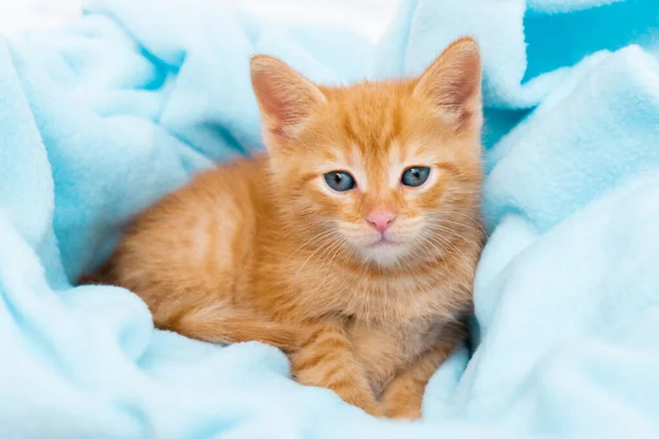 Маленький красный котенок лежит удобно в синем одеяле, смотрит в камеру. Концепция ухода за домашними животными, зимние и весенние праздники, Пасха, Рождество, Новый год, День Святого Валентина. — стоковое фото