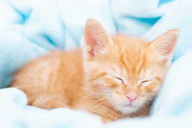 Mavi bir battaniyenin içinde uyuyan küçük kırmızı bir tekir kedi yavrusu. Hayvanlara bakma konsepti, kış ve bahar tatilleri, Paskalya, Noel, Yeni Yıl, Sevgililer Günü. 