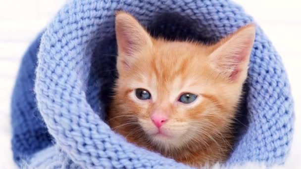 4k Маленький оранжевый котенок сладко греется и смотрит в камеру в вязаной синей шляпе с копирайтом. Мягкий и уютный. Рождество, домашний комфорт и новогодние праздники, концепция Дня святого Валентина — стоковое видео