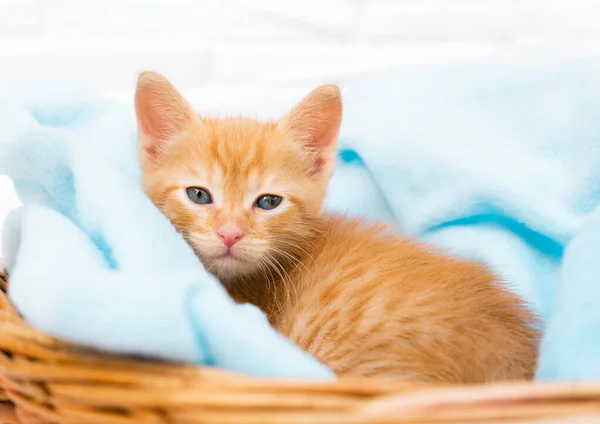Маленький красный котенок-тэбби удобно лежит в синем одеяле в корзине, смотрит в камеру. Концепция ухода за домашними животными, зимние и весенние праздники, Пасха, Рождество, Новый год, День Святого Валентина. — стоковое фото