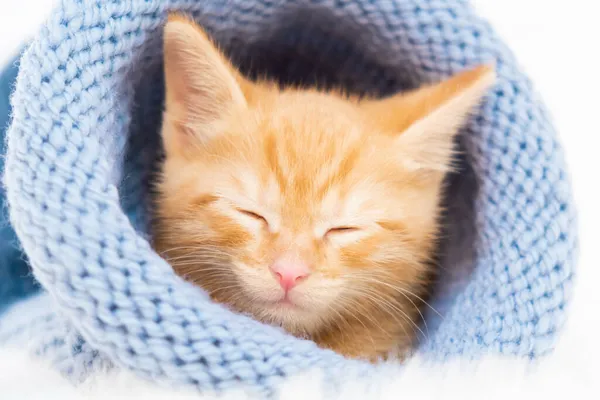 Маленький оранжевый котенок спит в вязаной синей шляпе. Мягкий и уютный. Рождество, домашний комфорт, новогодние праздники и День святого Валентина. — стоковое фото